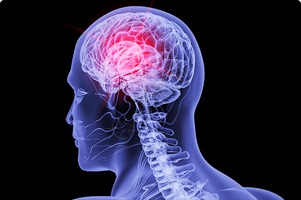 Neurobiology and Brain Imaging